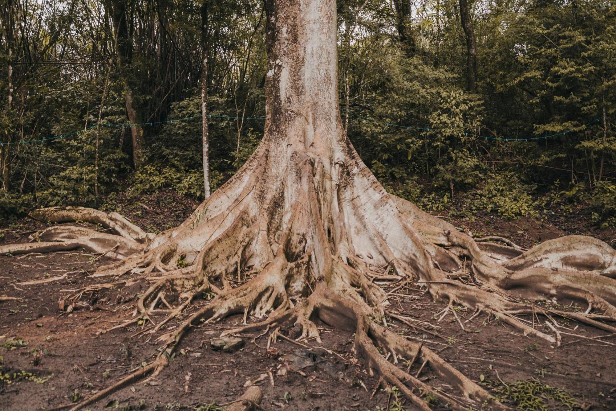 Гостьовий будинок Fazenda Bosque Belo Bagua Бойтува Екстер'єр фото